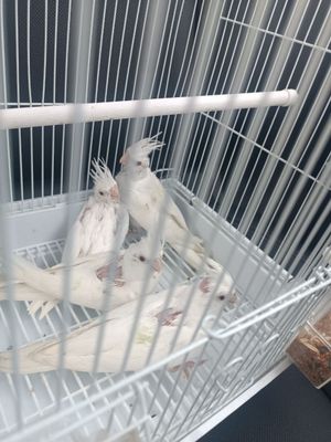 Dubayski karello jujasi ruchnoyga sotiladi