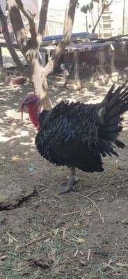Продается индюк,