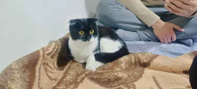 sotiladi murojat uchun