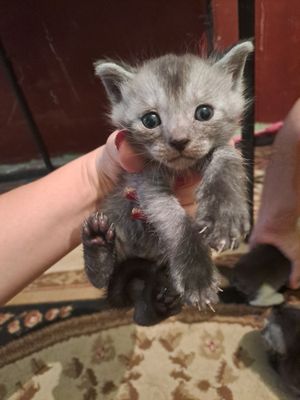 кисачамиз 1 ойу 10 кунлик мехрибон эгасини кутмокд