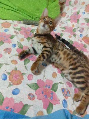 Продаю счистокровного бенгальского кота!!!