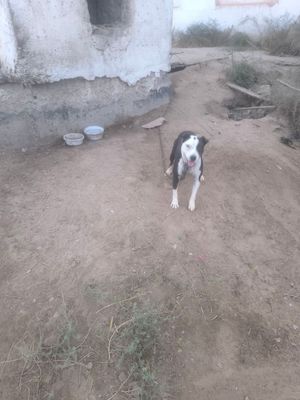 Pit Bull, питбуль