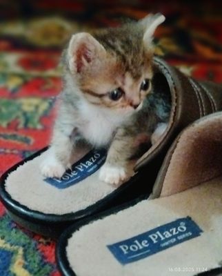 Продается породистый котенок скотиш страйт