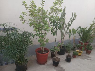 комнатные растения и цветы