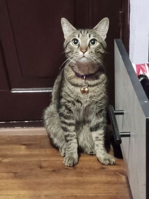 Отдам бесплатно в хорошие руки кота.