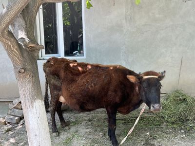 ona bola sigir sotiladi