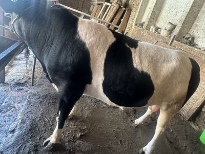 Srochna Buqalar Sotiladi
