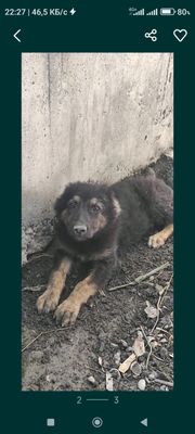 кучук щенок девочка