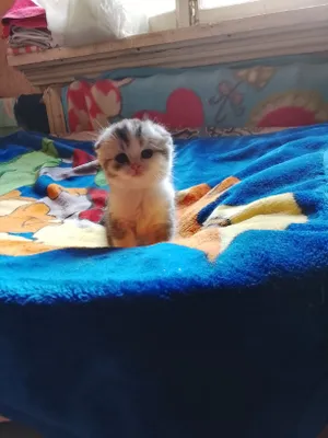 Продается катяты.