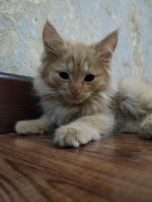 Продаётся котенок Мейн Кун с золотой шиншилой за 100 $,