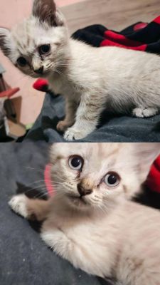 Котята в хорошие руки