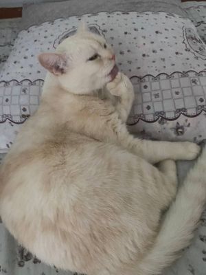 Mushuk sotaman , nasli Turkish Angora