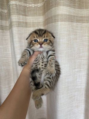 Скоттиш фолд чистокровный