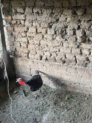 Kurka sotiladi mazil toshkent