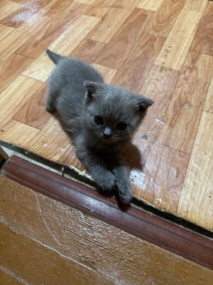 Продаётся котёнок шатланский веслоухий мальчик