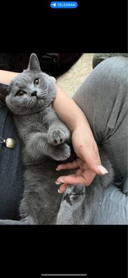 Срочно !!!Продается кошка британка