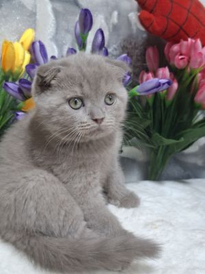 Скоттиш страйт и скоттиш фолд