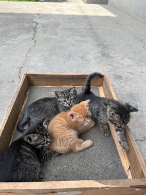 Отдам даром котят