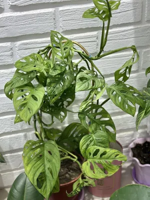 Красивые комнатные растения для дома и офиса