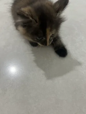 Срочно продаётся котёнок