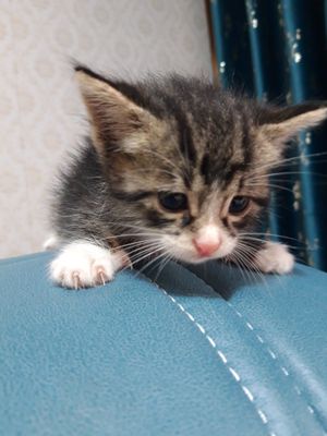 Котёнок мальчик уже кушает можно приучить