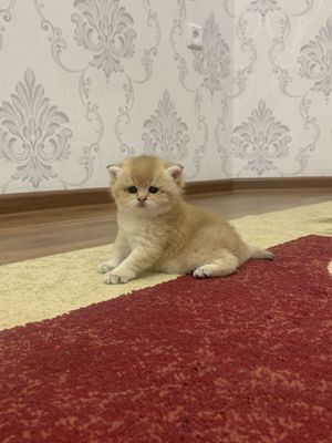 Британский золотистый шиншила сотилади