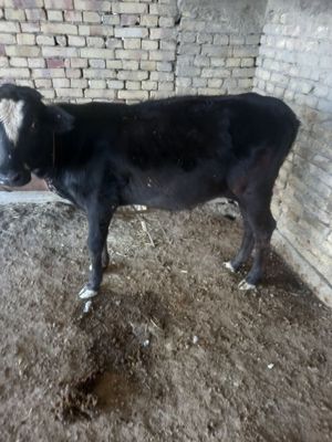 G'unojin sotiladi