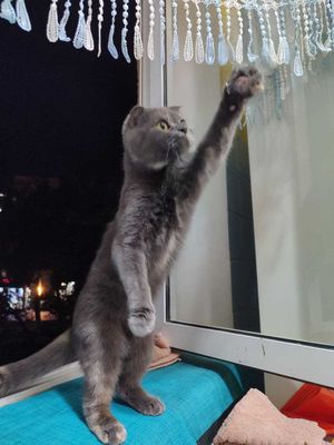 Кошка Шотландский веслоух