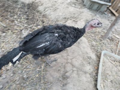 Курка Зот жужалари Индюк Kurka Indyuk jojalari Zot jo'ja .