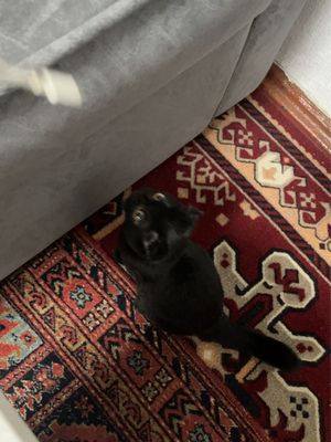 продается скотиш фолд