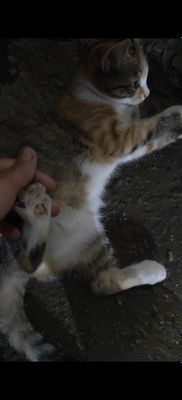 Котенок скотиш страйт