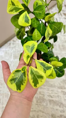 Редкий фикус Триангулярис Коконат крем детки