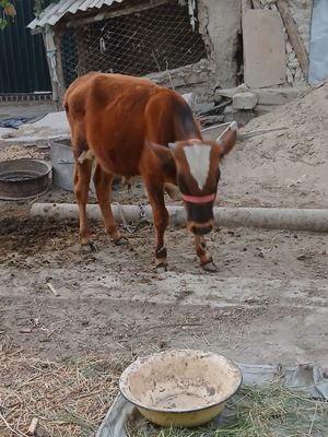 Buqacha sotiladi