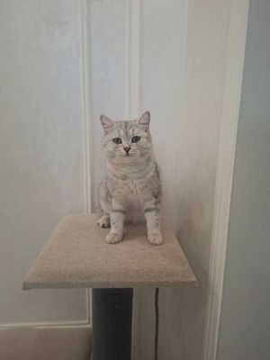 Продается кот: Скоттиш страйт, серебристый шиншилла
