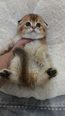 Продаётся чистокровный элитный котёнок скоттиш-фолд