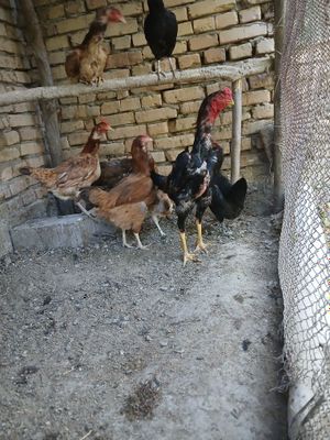 Kulangi Xo'roz sotiladi
