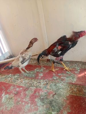 dakan tovuq toza kares tuxumda yaqnda kurkdanchiqt