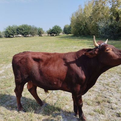 Novos sotiladi yeb ichishi yaxshi manzil beklar o'rta xomi qishlog'i