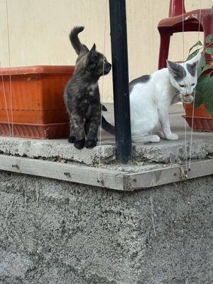 Пристраиваются котики и мальчики и девочки