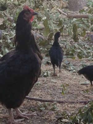 Курица с цеплятами породы жерси