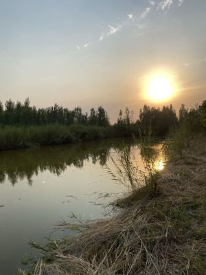 Baliq kolida ribalka