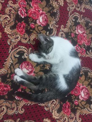 Mushuk bolalari hayriya qilinadi