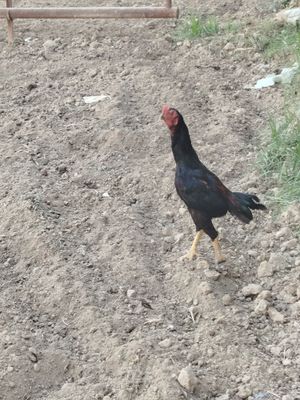 Xoʻroz Horoz dakan joʼja