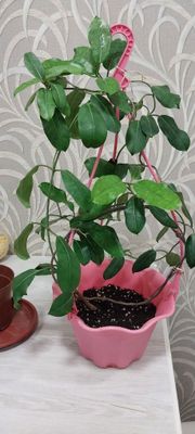 Продам стефанотис