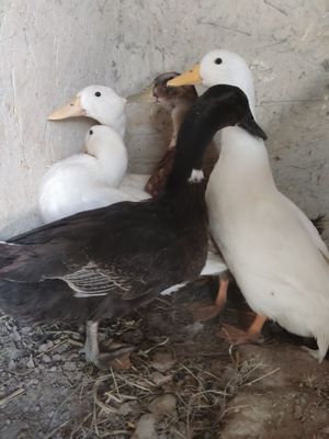 Oʻrdaklar sotiladi