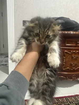 Mushuk sotiladi srochna!