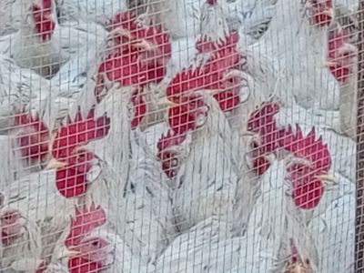 Продам петушки, жўжа хўрозлар сотилади.