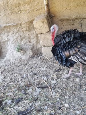 Induklar sotiladi qizqral aloqaga qilig