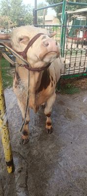 Simental buqa bo'yi 1,25+-