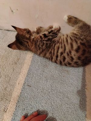 Кошка и Катеньку